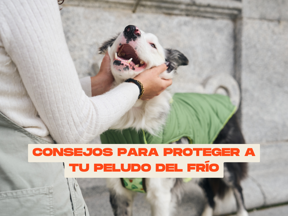 Consejos para proteger a tu peludo del frío