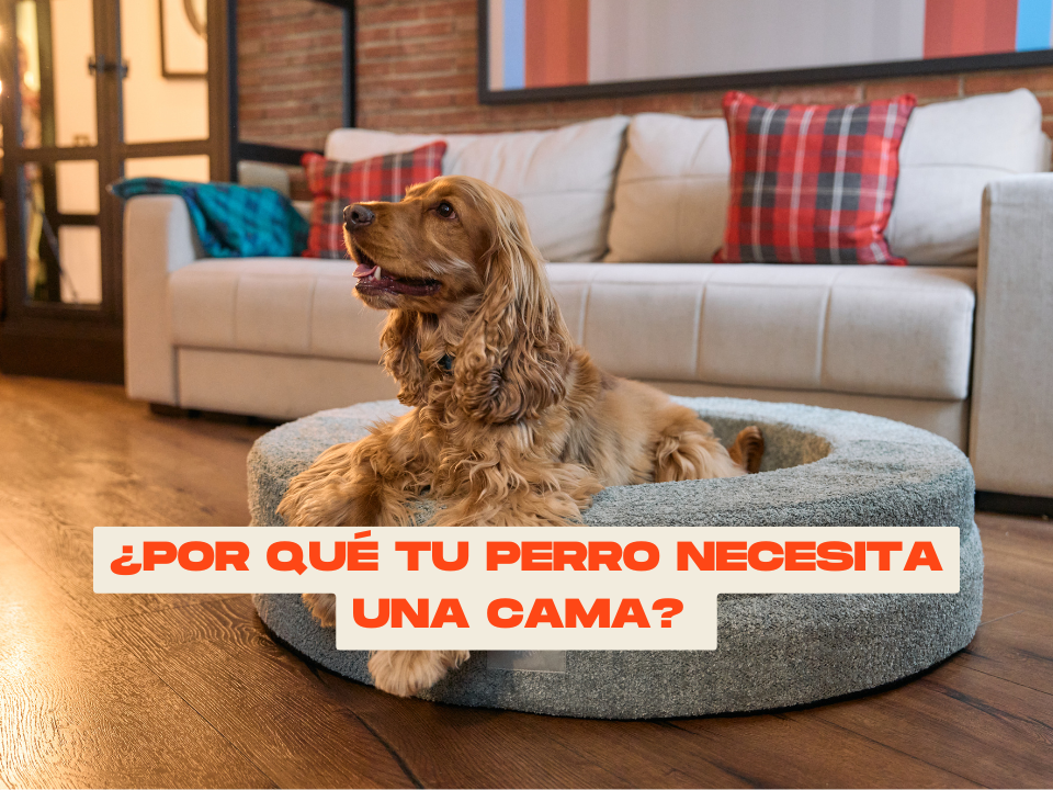 ¿Por qué tu perro necesita una cama? La importancia del descanso en su salud