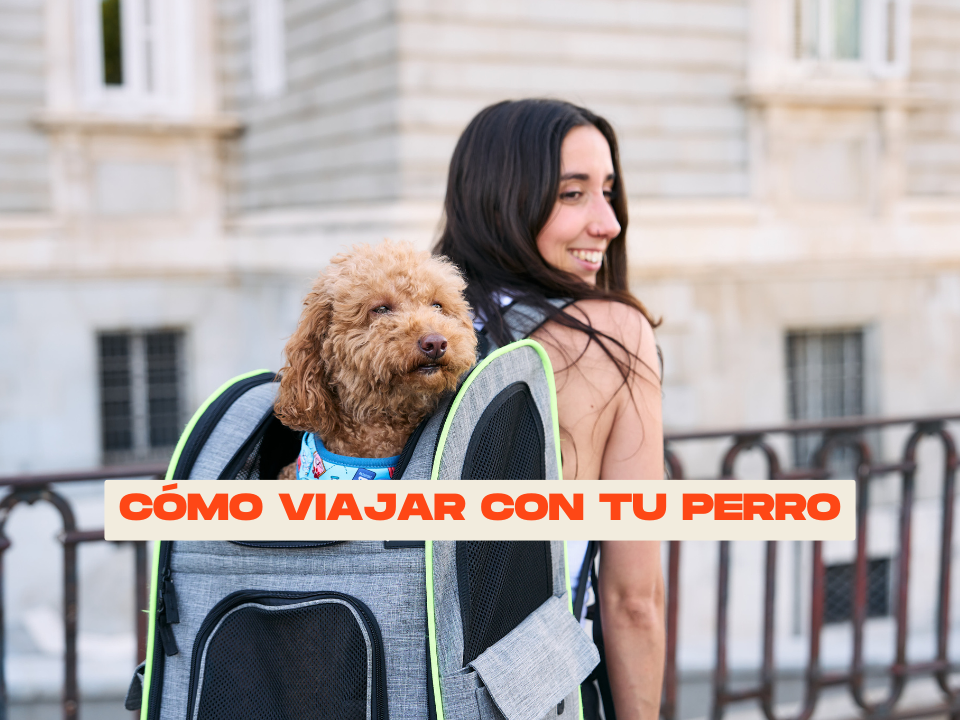 Cómo viajar con tu perro: comodidad y seguridad en cada trayecto