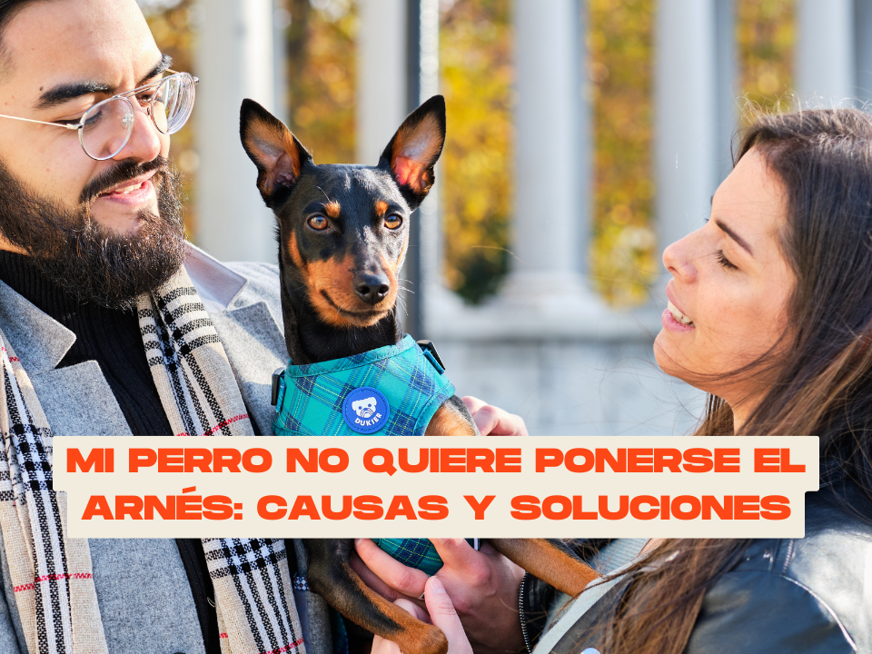 Mi perro no quiere ponerse el arnés: causas y soluciones