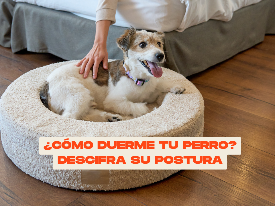 ¿Cómo duerme tu perro? Descifra su postura y elige la cama ideal