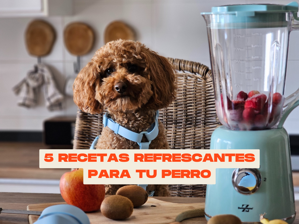 5 Recetas refrescantes para tu perro