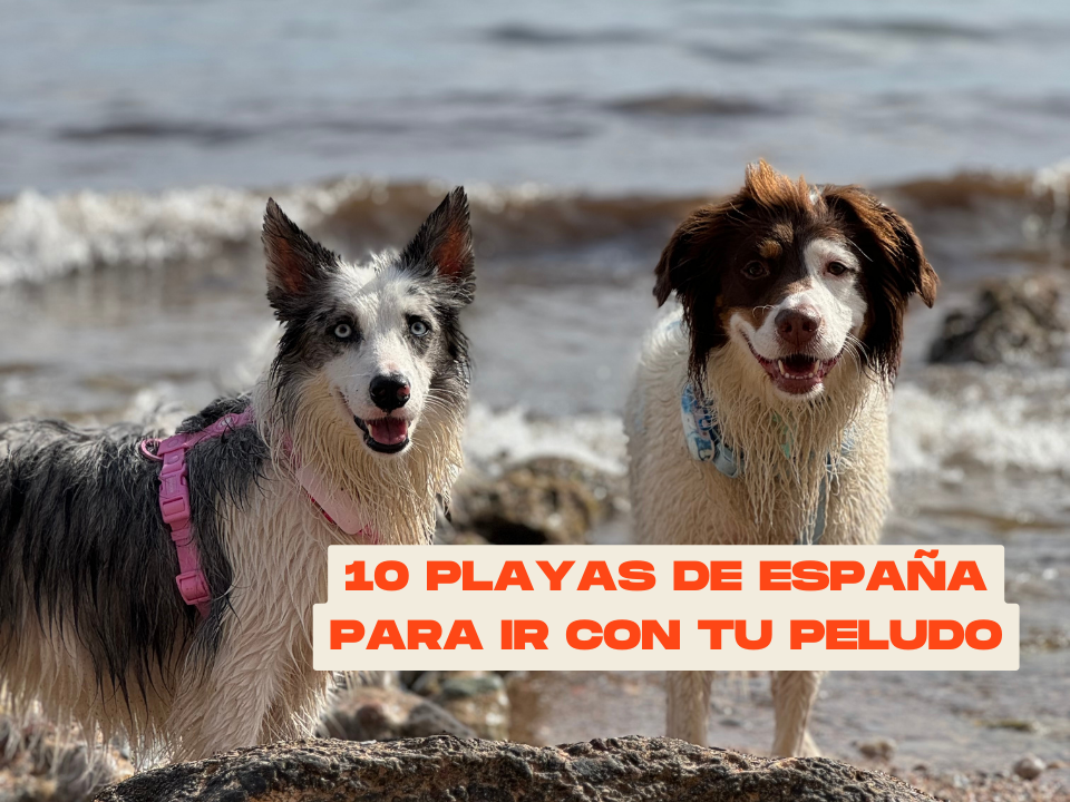 Las 10 mejores playas de España para ir con tu perro