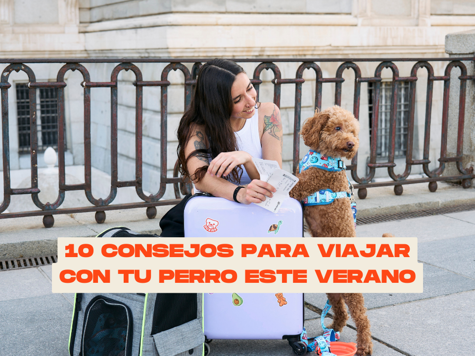 10 consejos para viajar con tu perro este verano