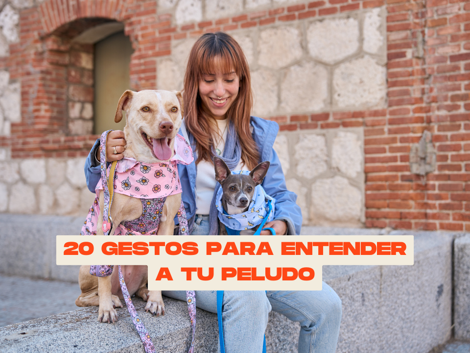 20 gestos para entender a tu peludo