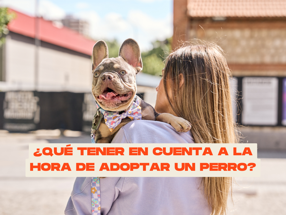 ¿Qué hay que tener en cuenta a la hora de adoptar un perro?