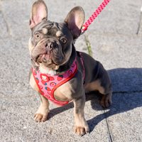 HARNESSES FOR MEDIUM DOGS