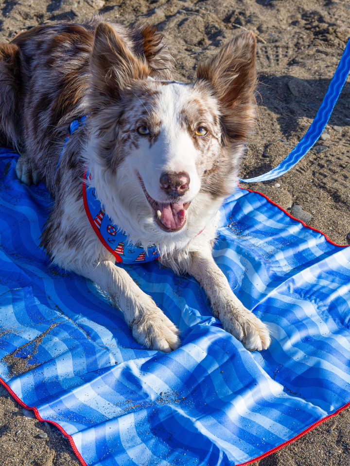 NAVY DOG TOWEL