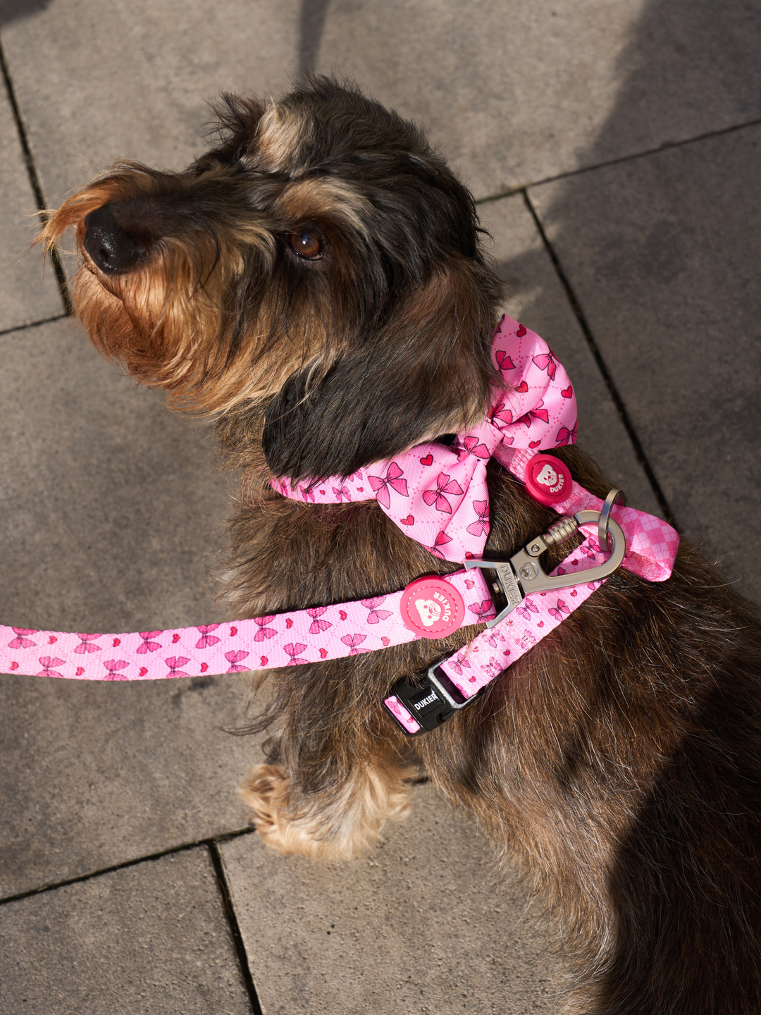 HARNAIS CLASSIQUE COQUETTE POUR CHIEN