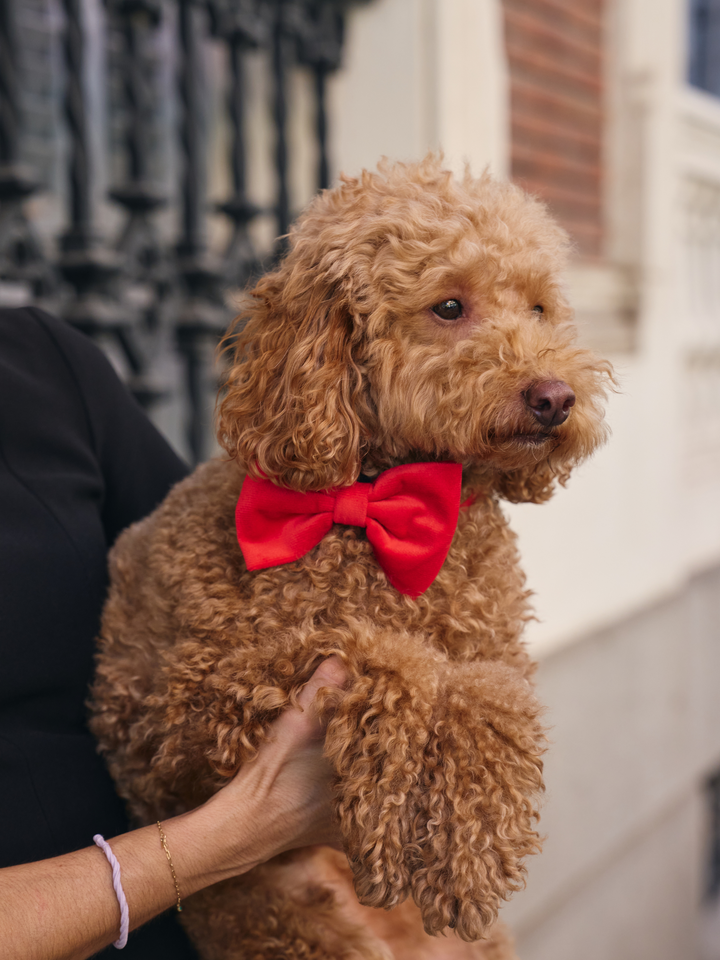 VELVET RED BOW TIE FOR DOGS