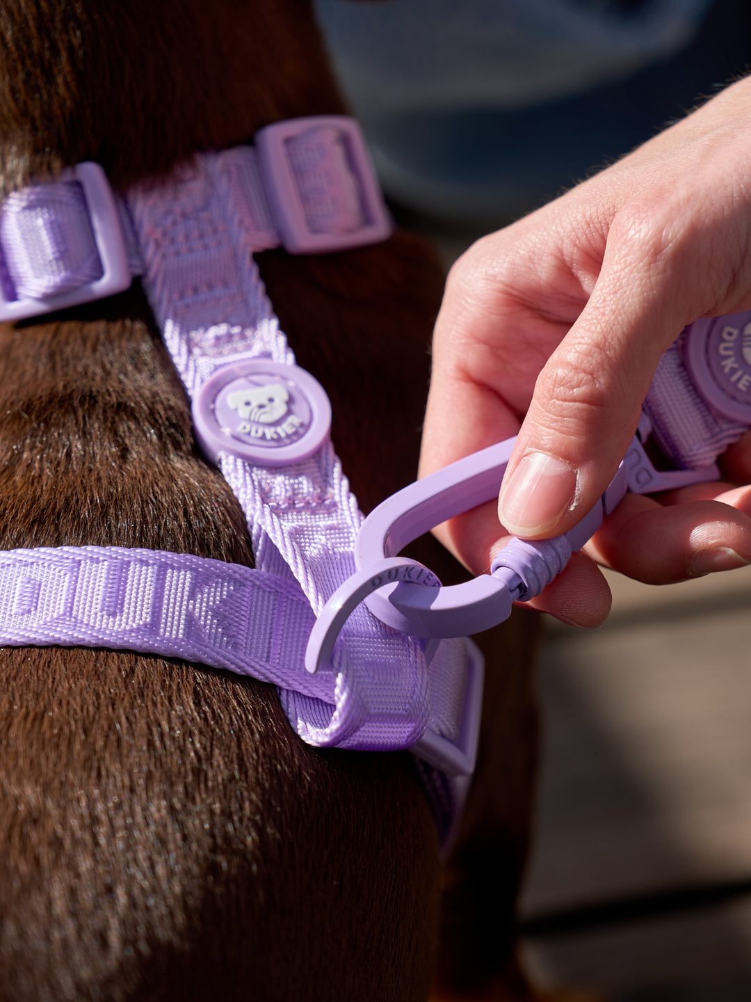 KLASSISCHES HUNDEGESCHIRR VIOLET