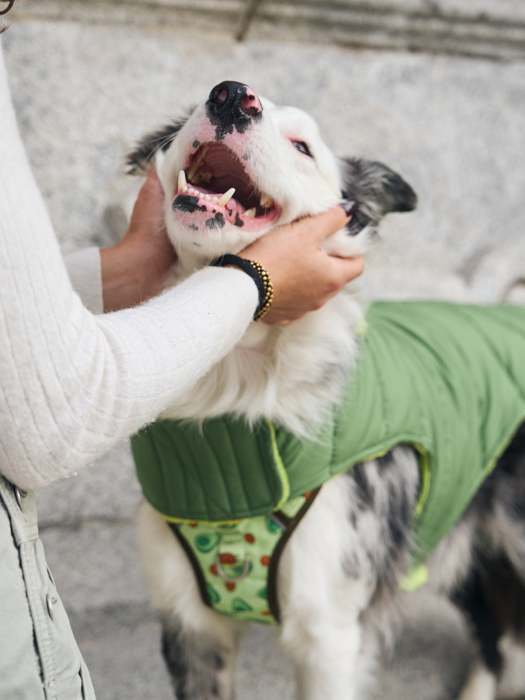 DOG COAT GREEN