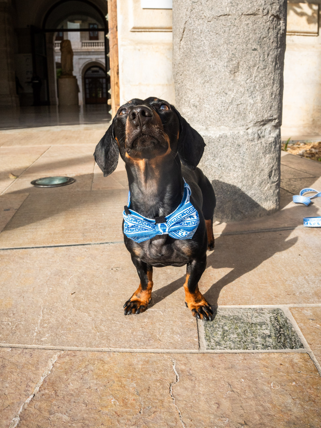 GREECE BOW TIE FOR DOGS