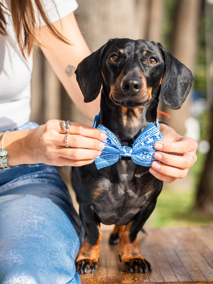 GREECE BOW TIE FOR DOGS