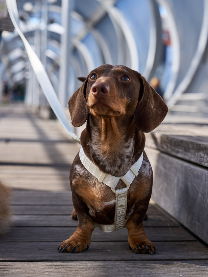 HARNAIS CLASSIQUE BEIGE POUR CHIEN