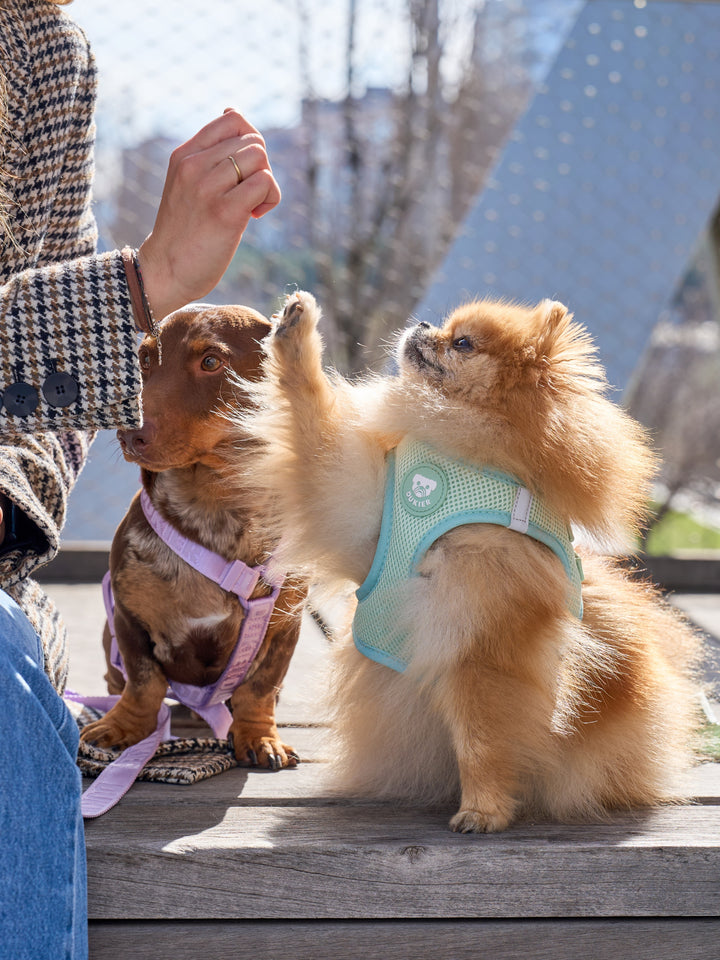 DOG BODY HARNESS SOFT GREEN