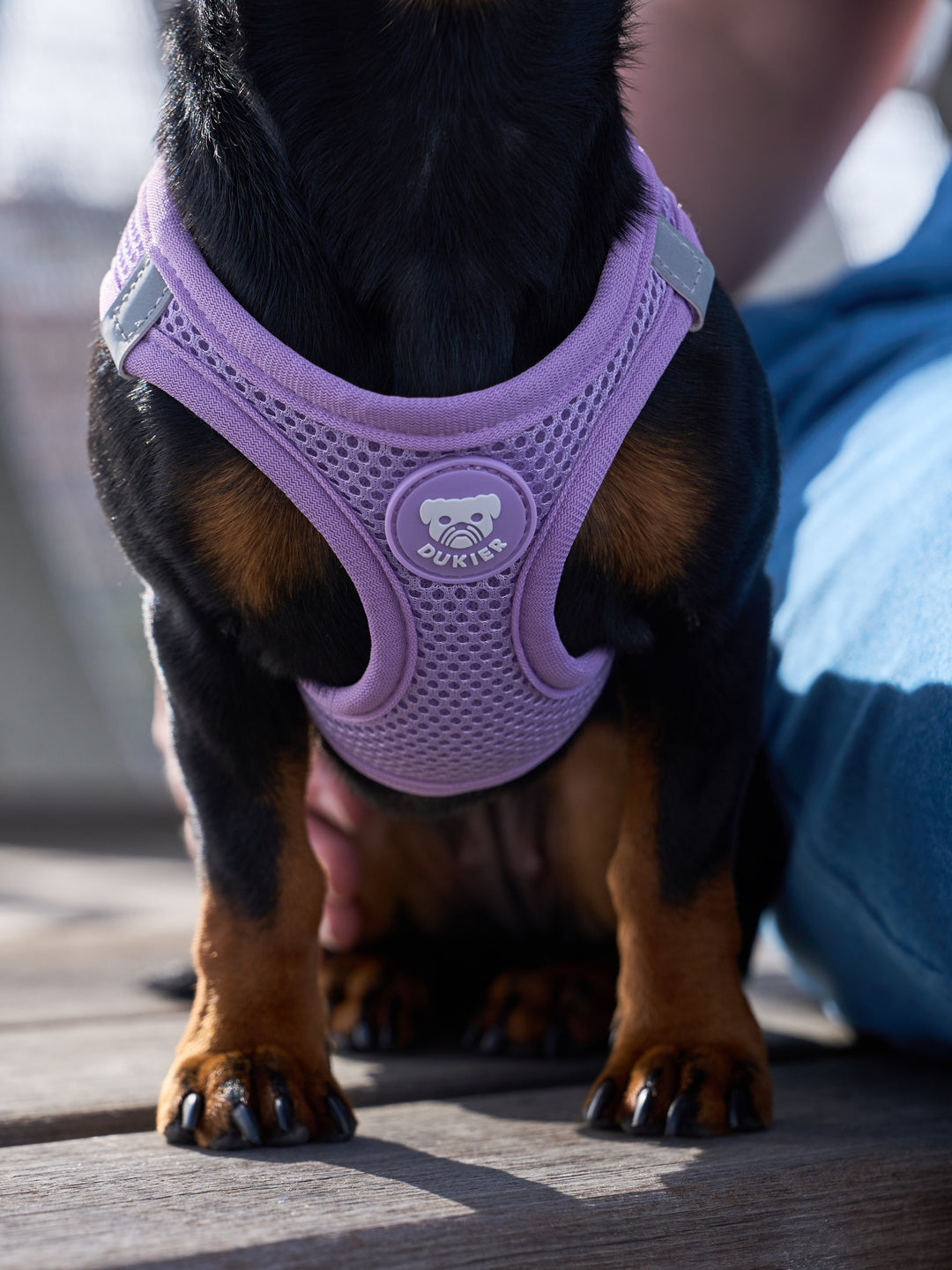 BODY HUNDEGESCHIRR VIOLET