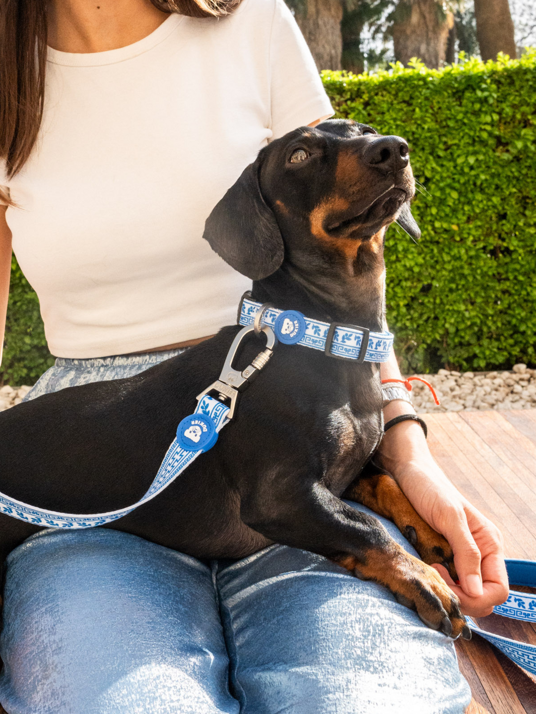 COLLIER GREECE POUR CHIEN