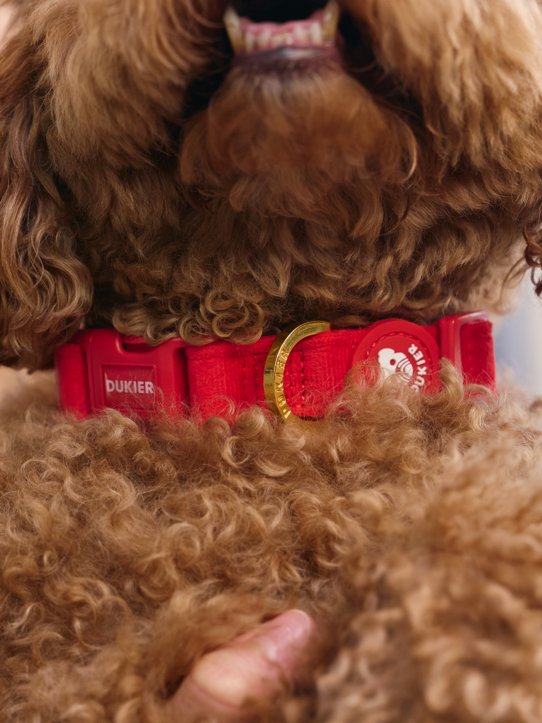 COLLAR PARA PERRO VELVET RED