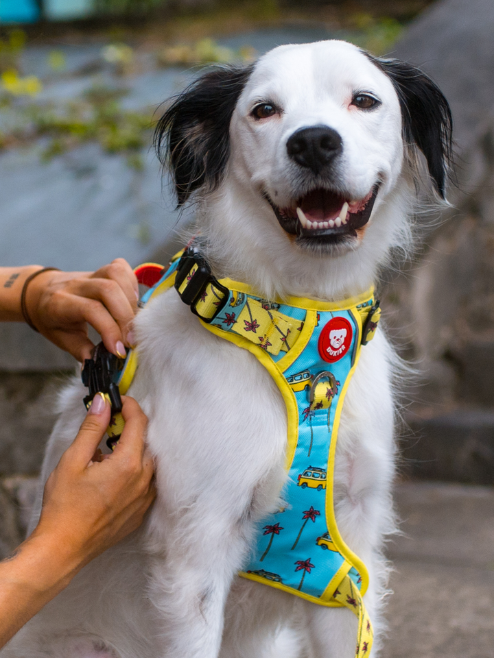 TRAIL DOG HARNESS CALIFORNIA