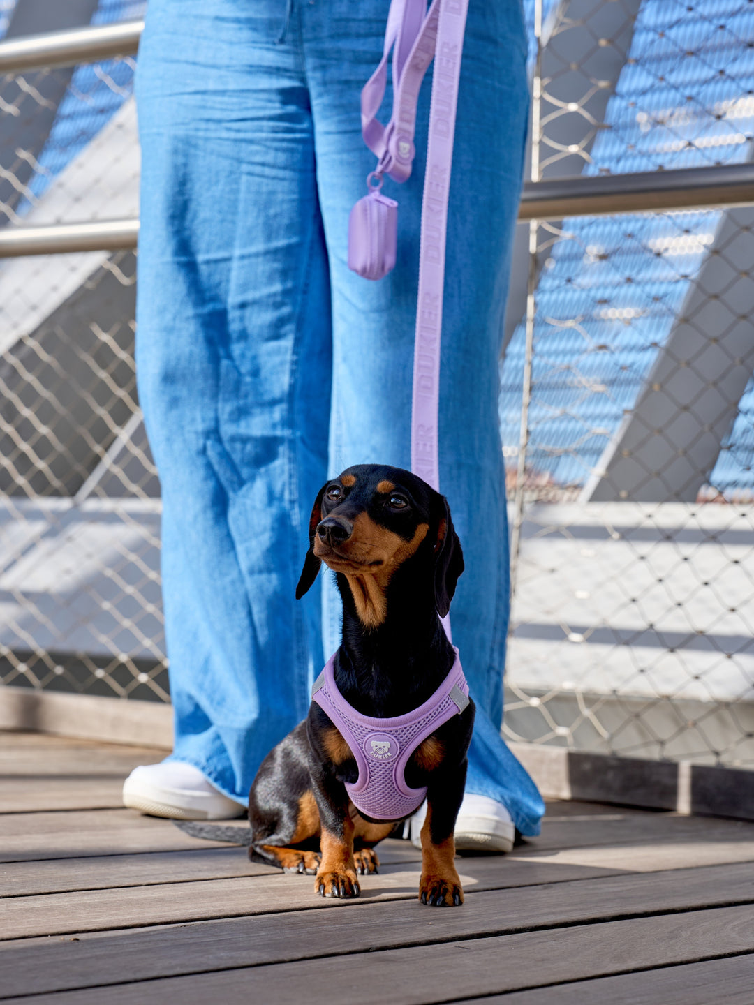 DOG BODY HARNESS VIOLET