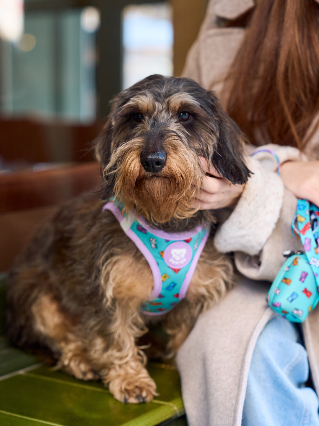 DOG BODY HARNESS GUMMY BEARS