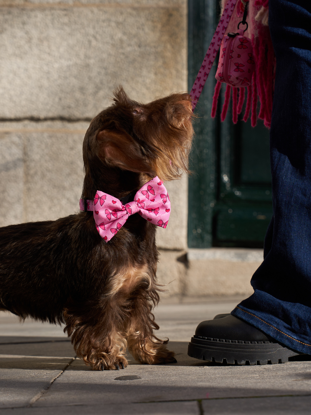 NOEUD PAPILLON COQUETTE POUR CHIEN