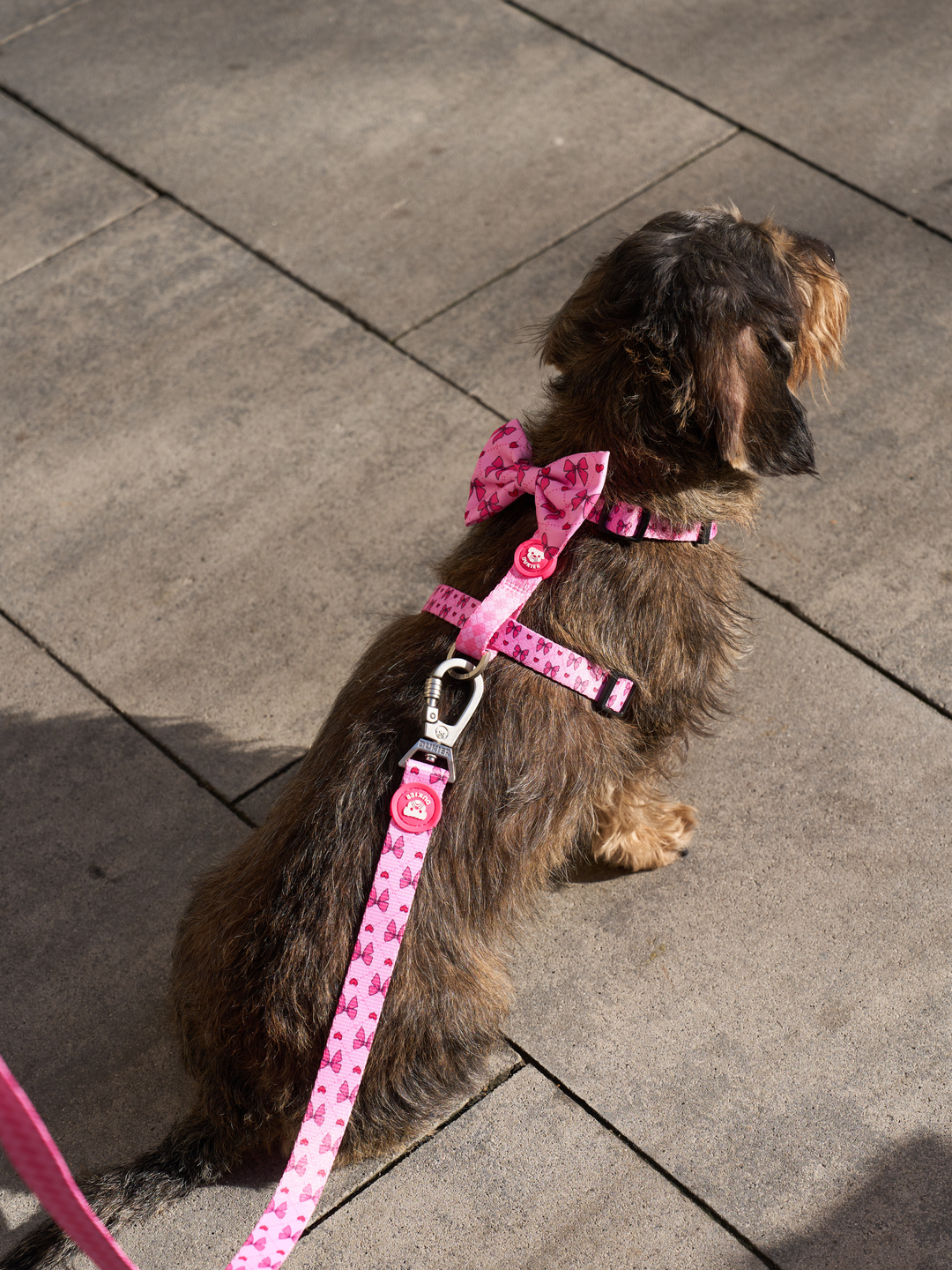 ARNÉS CLÁSICO PARA PERRO COQUETTE