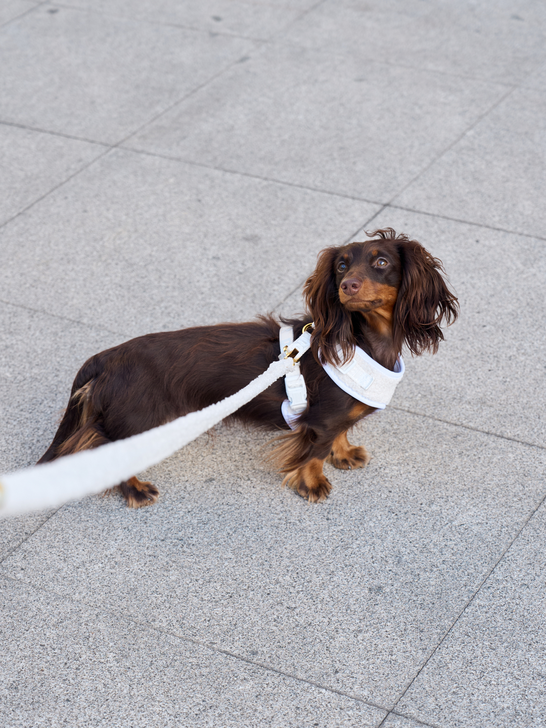 CORREA PARA PERRO TEDDY WHITE