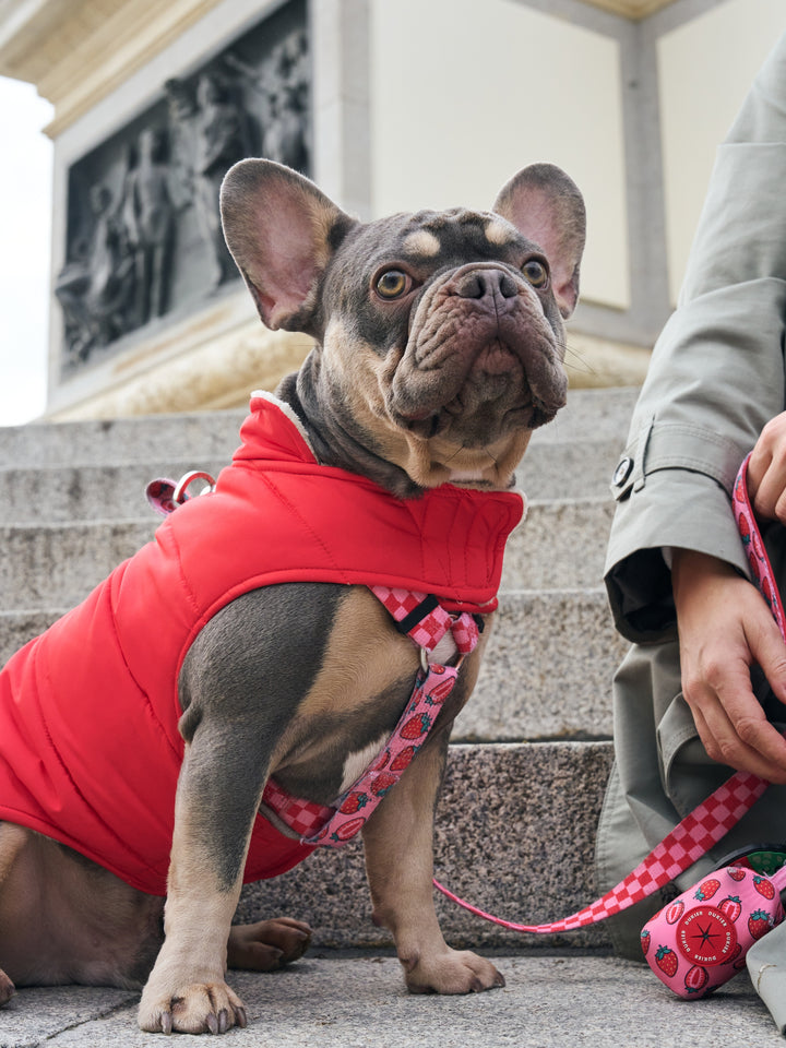 DOG COAT RED