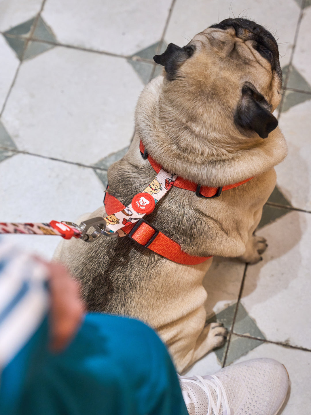 ARNÉS CLÁSICO PARA PERRO ASIAN