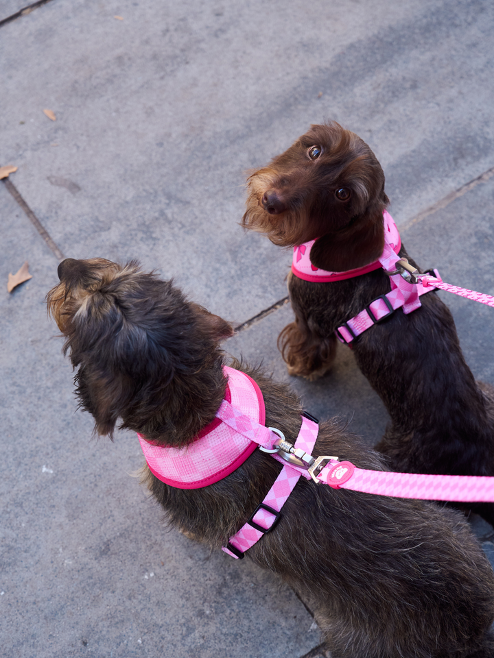 UMKEHRBARE HUNDEGESCHIRR COQUETTE