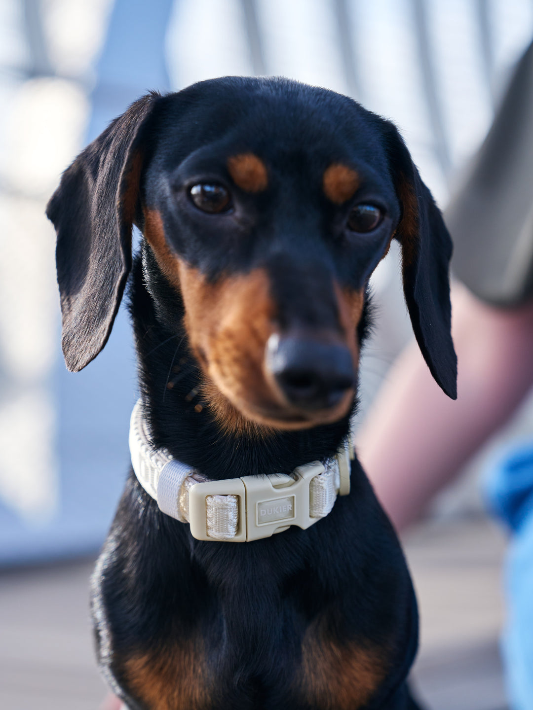 DOG COLLAR BEIGE