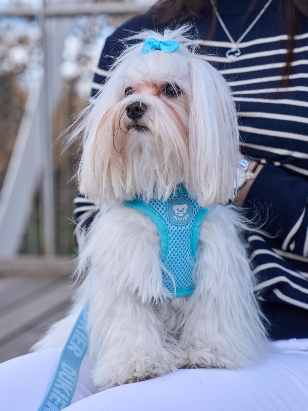 DOG BODY HARNESS SOFT BLUE