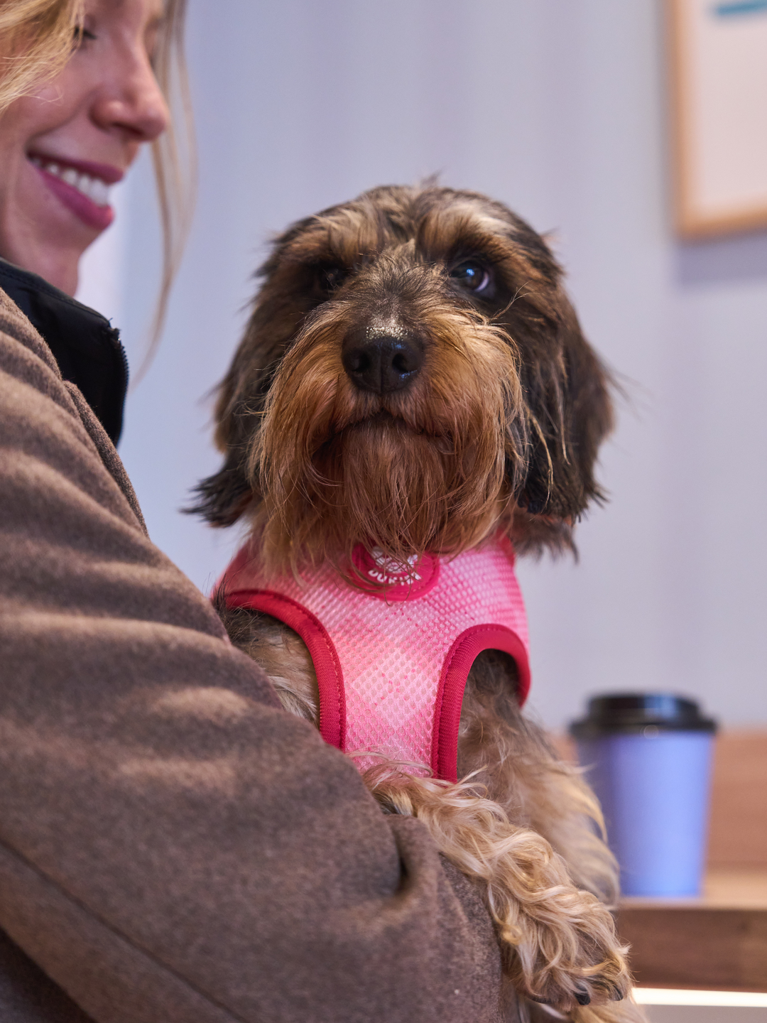 UMKEHRBARE HUNDEGESCHIRR COQUETTE