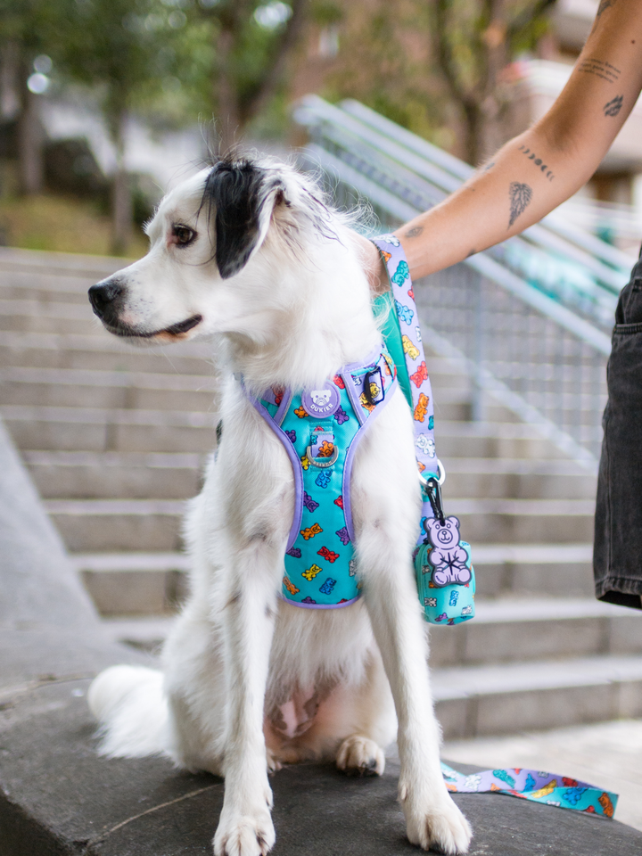 TRAIL DOG HARNESS GUMMY BEARS