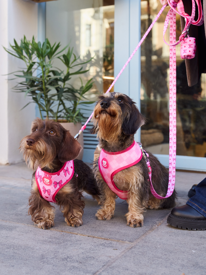 HARNAIS REVERSIBLE COQUETTE POUR CHIEN