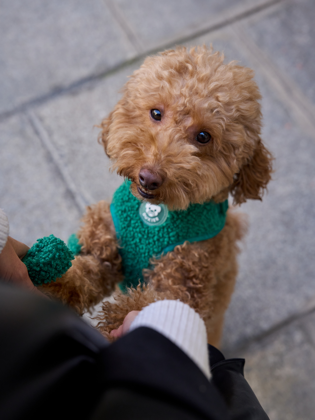 ARNÉS AJUSTABLE PARA PERRO TEDDY GREEN