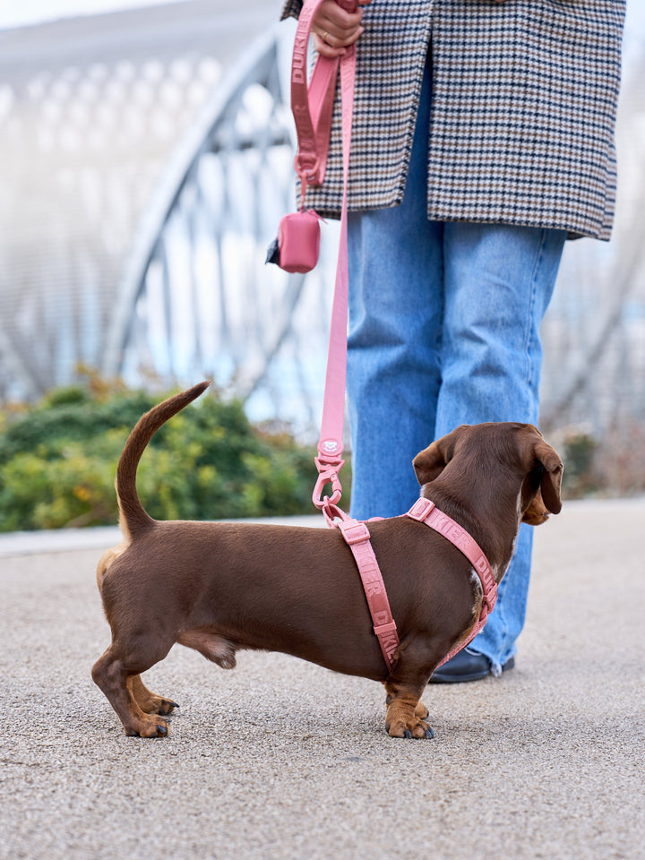 CLASSIC DOG HARNESS TERRACOTA