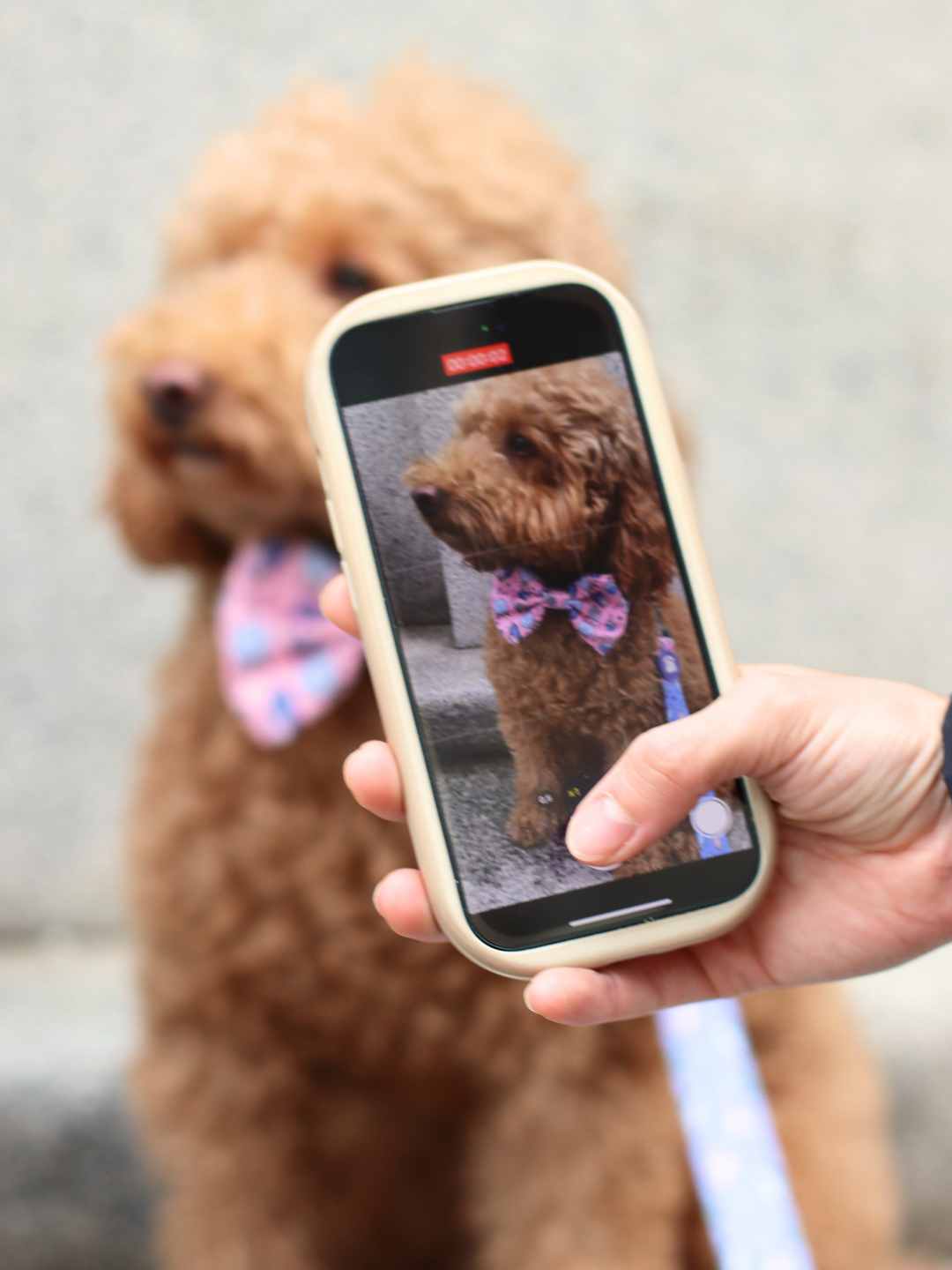 MYSTIC BOW TIE FOR DOGS