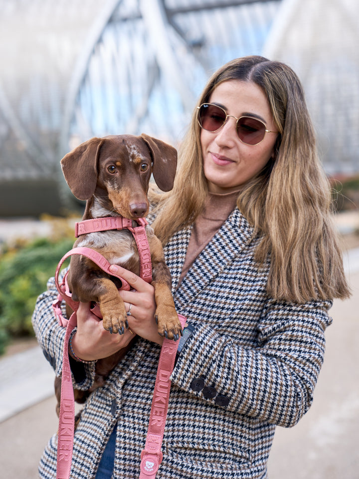 LAISSE TERRACOTA POUR CHIEN