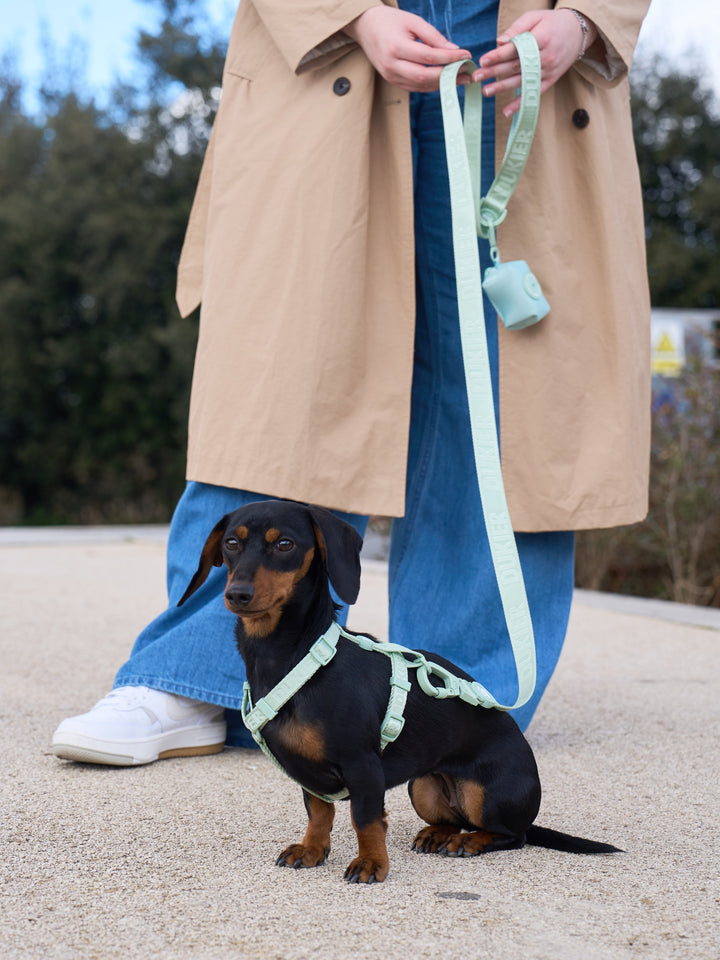 LEASH FOR DOGS SOFT GREEN