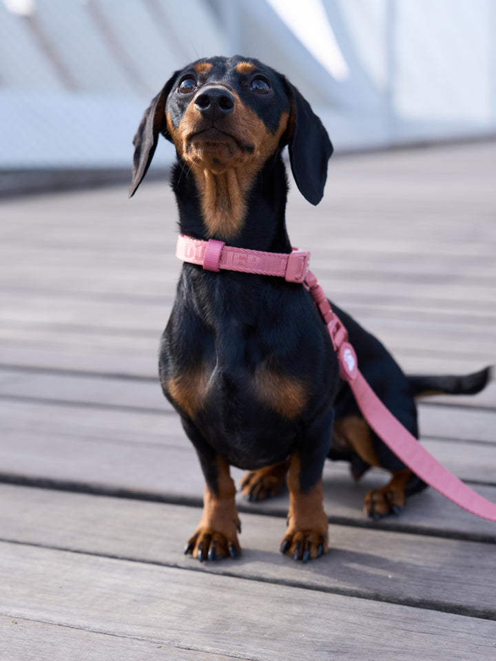 COLEIRA PARA CÃES TERRACOTA