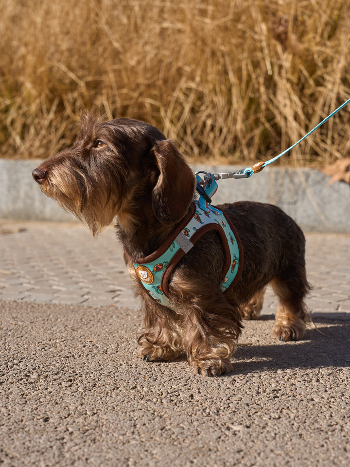 BODY HUNDEGESCHIRR TURTLE