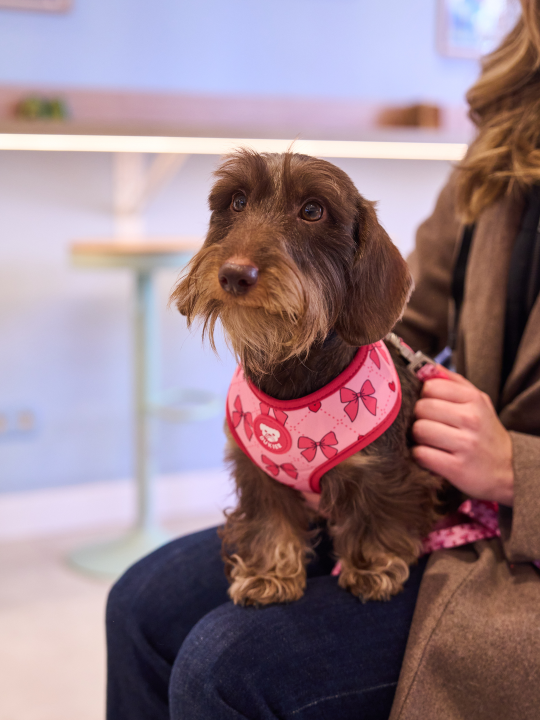 UMKEHRBARE HUNDEGESCHIRR COQUETTE