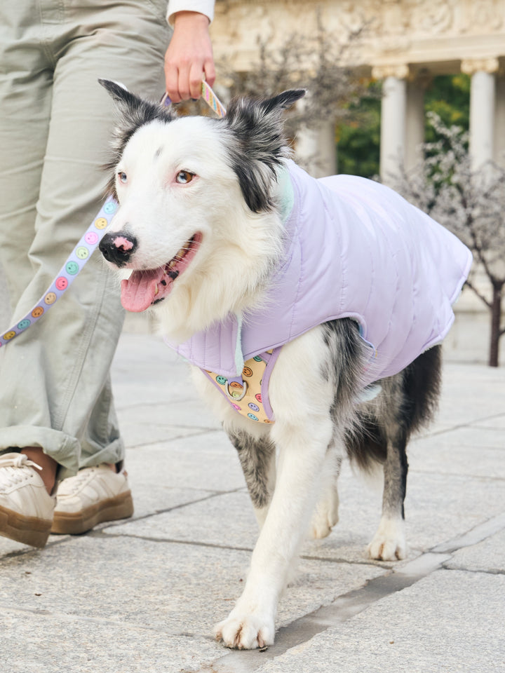 ABRIGO PARA PERRO PURPLE