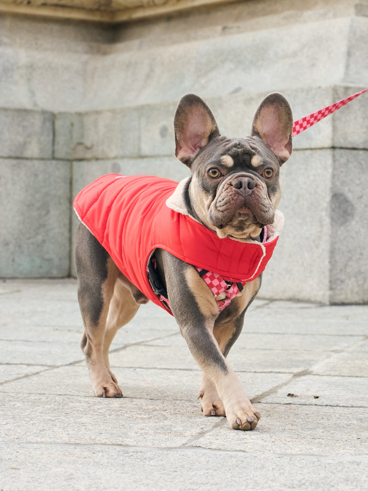 DOG COAT RED