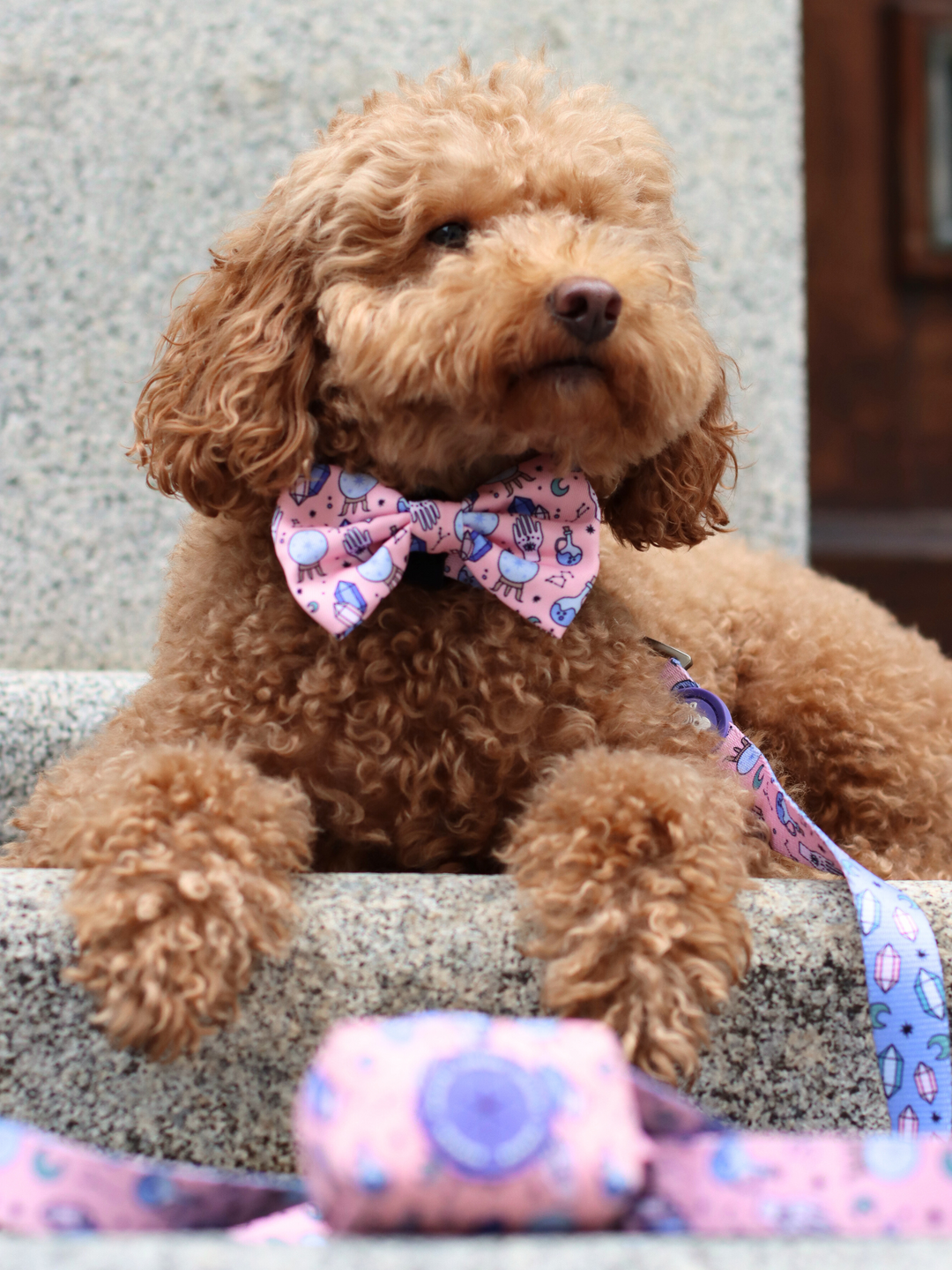 MYSTIC BOW TIE FOR DOGS