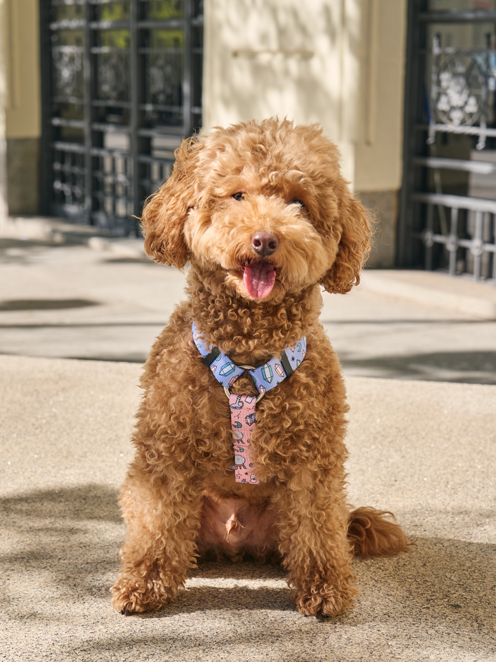 MYSTIC CLASSIC DOG HARNESS