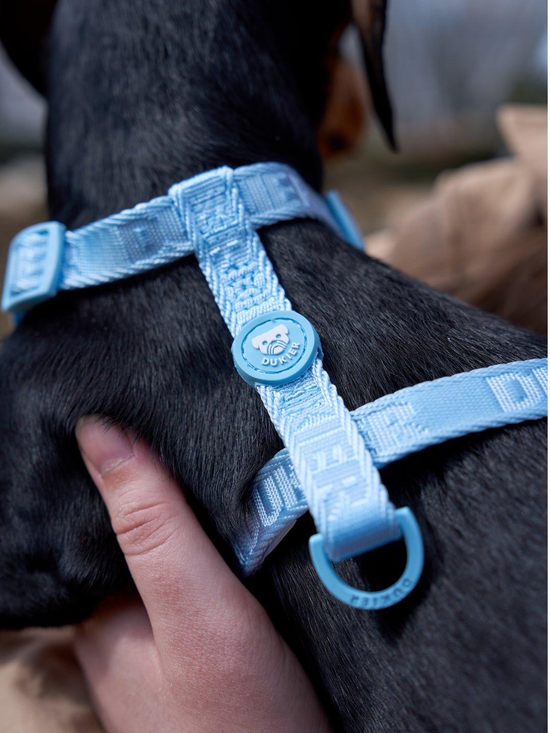 KLASSISCHES HUNDEGESCHIRR SOFT BLUE